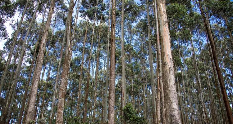 Circuit terrestre de 7 jours en Ouganda, au Rwanda et au Burundi - Augustine Tours Europe UG 6
