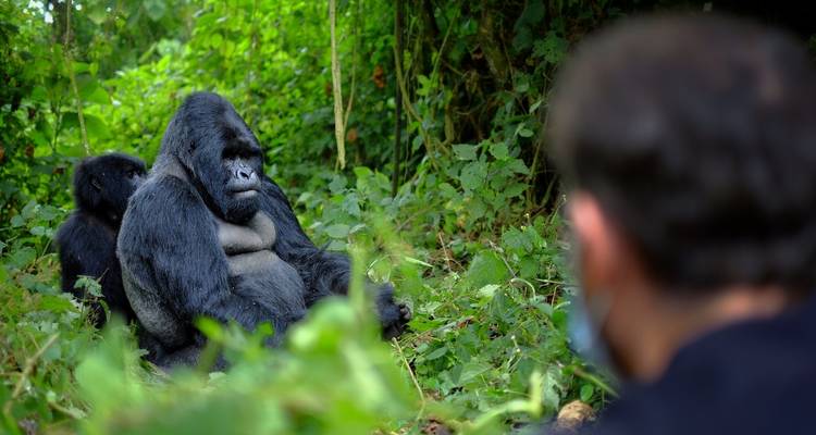Circuit terrestre de 7 jours en Ouganda, au Rwanda et au Burundi - Augustine Tours Europe UG 8