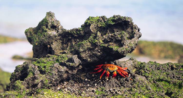 Un cangrejo naranja vibrante posado en una roca volcánica oscura cubierta de algas verdes junto al mar.