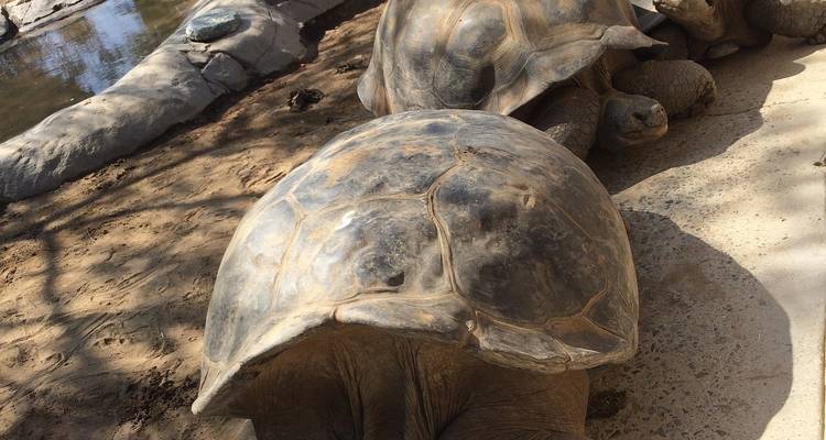 Giant tortoises resting on a sandy surface