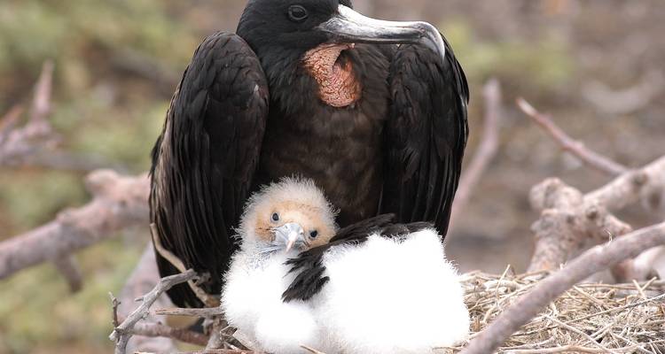 Mother bird protecting her chick in a nest