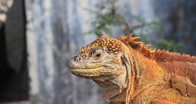 Close-up of a detailed land iguana in natural habitat