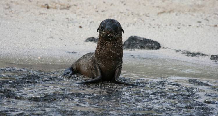 Young sea lion sitting on wet rocks at the shore