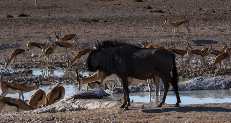Lo mejor de Kenia y Tanzania - 12 días - Africa Venture Safaris 8