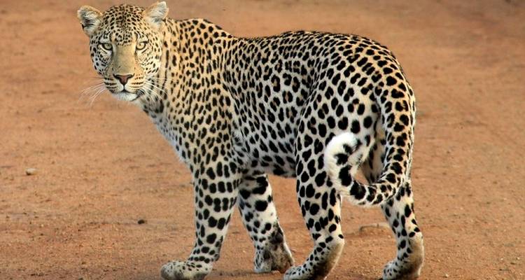 Lo mejor de Kenia y Tanzania - 12 días - Africa Venture Safaris 7
