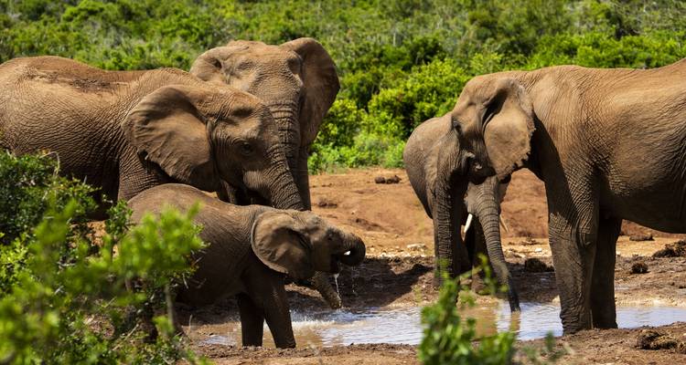 Lo mejor de Kenia y Tanzania - 12 días - Africa Venture Safaris 9