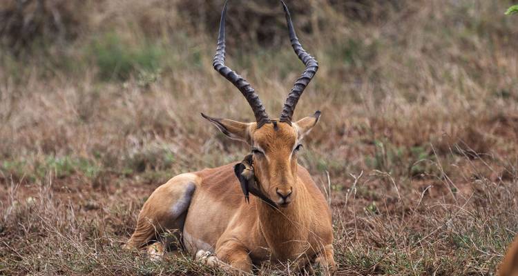 Lo mejor de Kenia y Tanzania - 12 días - Africa Venture Safaris 4