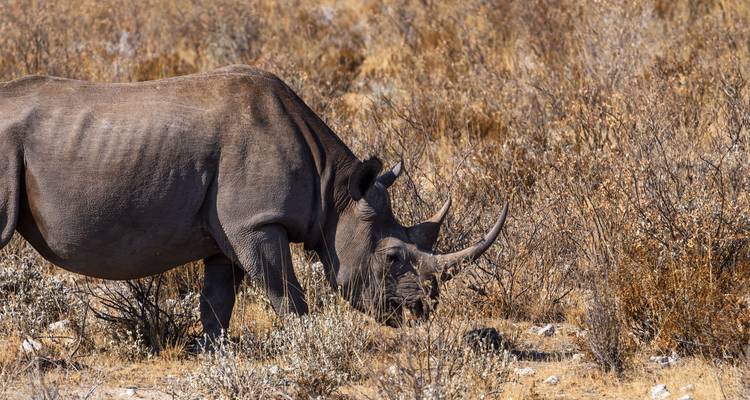 Lo mejor de Kenia y Tanzania - 12 días - Africa Venture Safaris 1