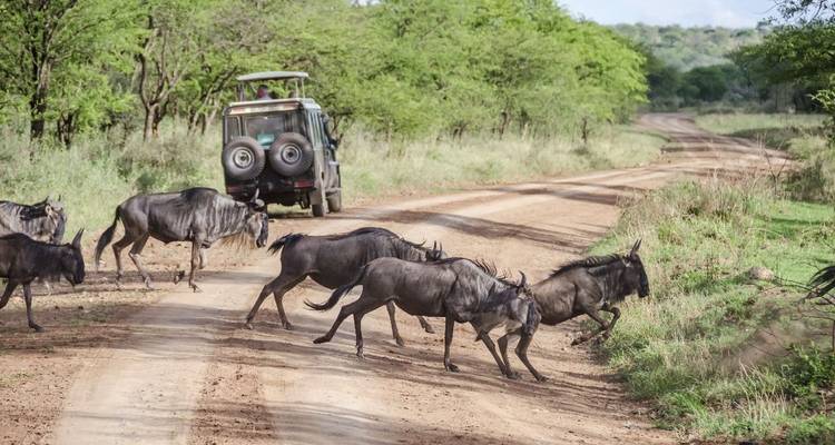7 jours d'aventure épique dans le safari de migration du Serengeti - Exodus African Safari 1