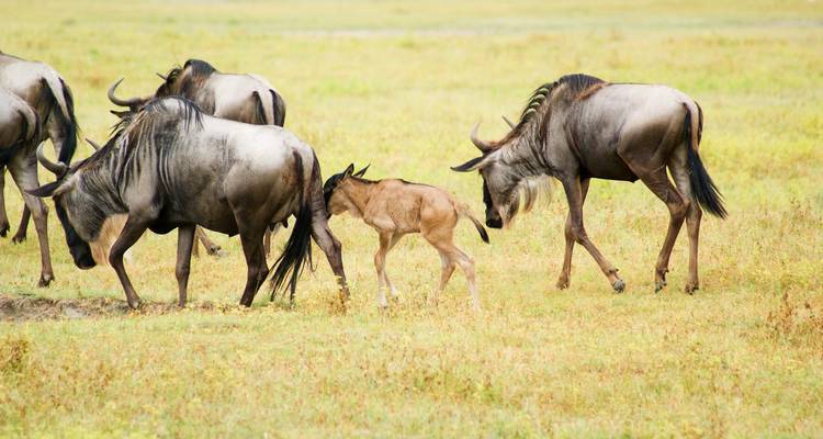 7 jours d'aventure épique dans le safari de migration du Serengeti - Exodus African Safari 2