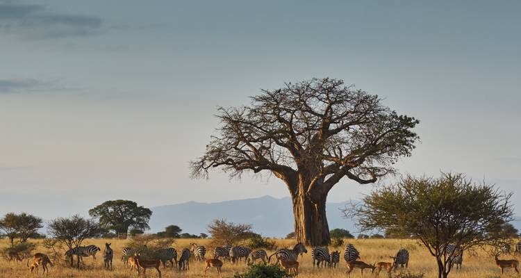 Baobabboom omringd door zebra's en antilopen in een savanne.