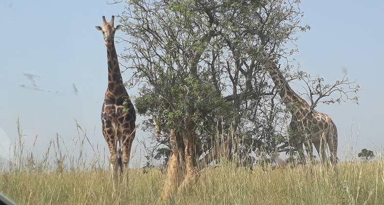 3 jours dans le parc national de Murchison falls - Inspire African Safaris 9