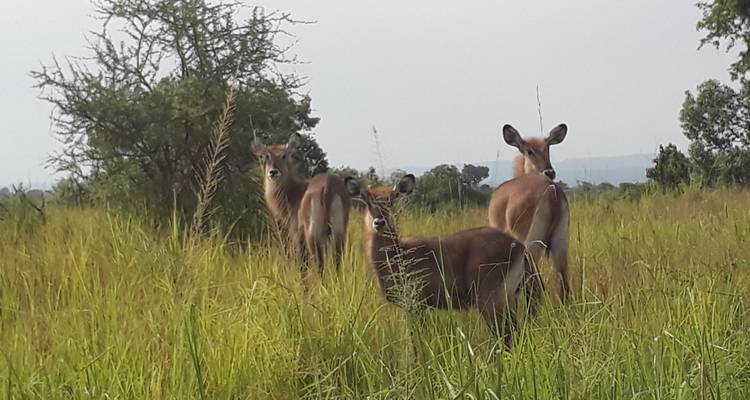 3 jours dans le parc national de Murchison falls - Inspire African Safaris 8