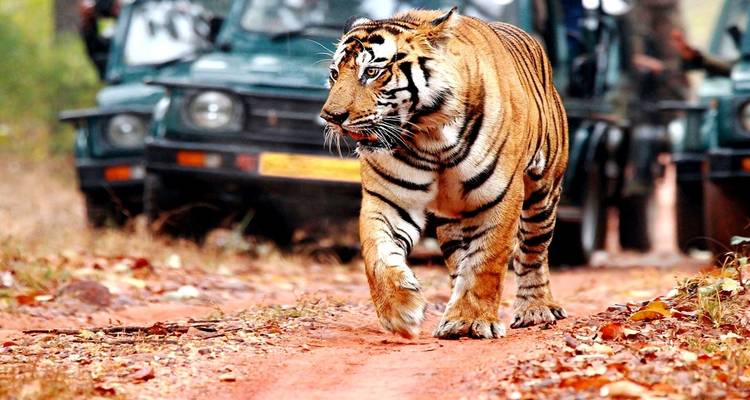Circuit de luxe du Triangle d'Or avec Ranthambore - Holidays At 10