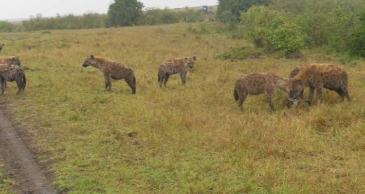 Safari de 4 días y 3 noches a Masai Mara y el lago Nakuru - Elida Tours & Safaris Ltd., 4