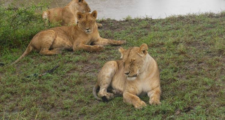 Safari de 4 días y 3 noches a Masai Mara y el lago Nakuru - Elida Tours & Safaris Ltd., 3