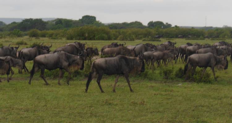 Safari de 4 días y 3 noches a Masai Mara y el lago Nakuru - Elida Tours & Safaris Ltd., 1