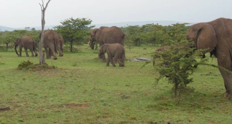 Safari de 4 días y 3 noches a Masai Mara y el lago Nakuru - Elida Tours & Safaris Ltd., 7