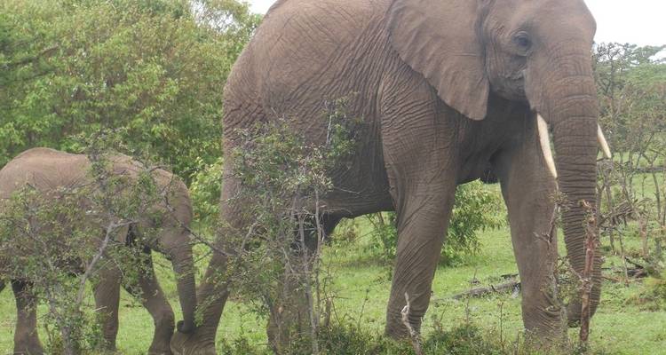 Safari de 4 días y 3 noches a Masai Mara y el lago Nakuru - Elida Tours & Safaris Ltd., 6