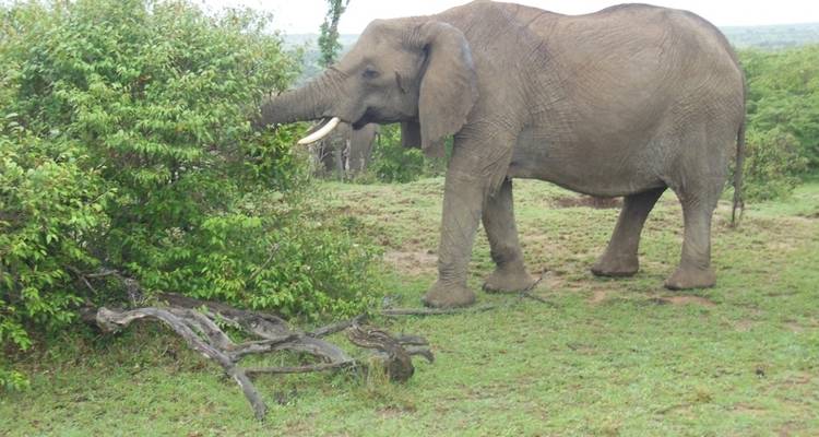Safari de 4 días y 3 noches a Masai Mara y el lago Nakuru - Elida Tours & Safaris Ltd., 8