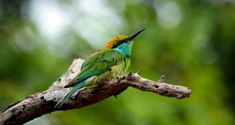 El verde vivo de Sri Lanka - Aitken Spence Travel 9
