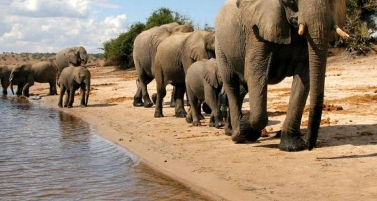 7 Days - Tanzania Wildebeest Migration Safari - Silver Sky Travel 4