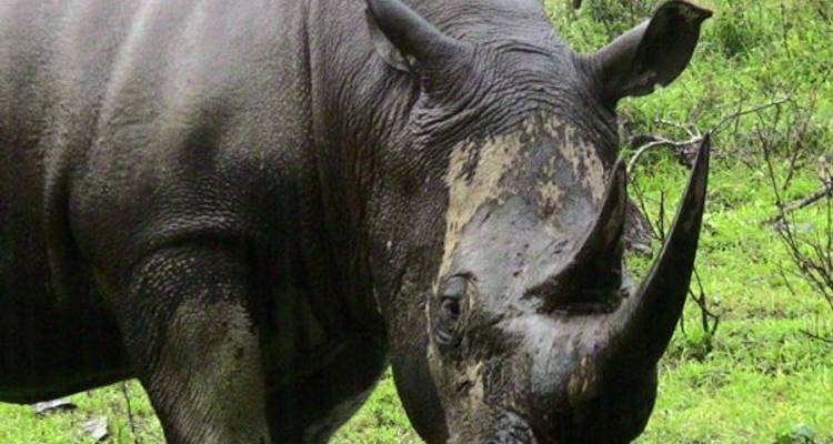 7 Days - Tanzania Wildebeest Migration Safari - Silver Sky Travel 9