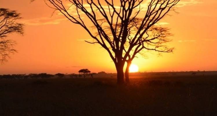 7 Days - Tanzania Wildebeest Migration Safari - Silver Sky Travel 7