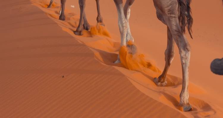 Circuito al desierto de Marruecos desde Marrakech 4 días 3 noches - Morocco Sahara Desert Travel 2