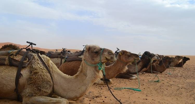 New Year’s Eve 2025/26 In Moroccan Desert - Ricks Voyage 8
