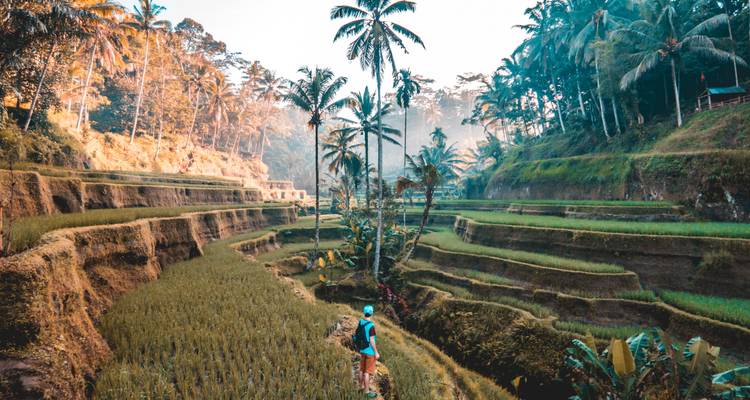Person standing in a terraced rice field surrounded by palm trees.
