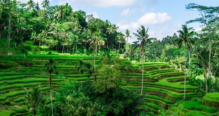 Lush rice terraces with scattered palm trees and a small hut.