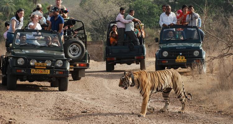 Tiger crossing in front of safari vehicles in Ranthambore National Park.