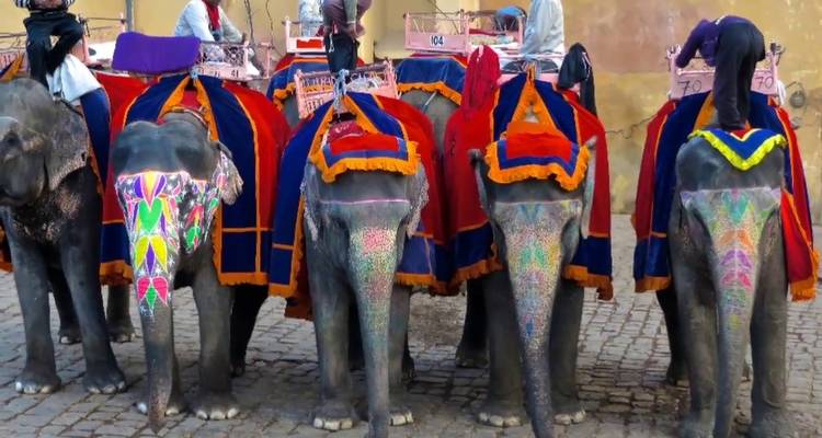Des éléphants décorés transportant des touristes dans un environnement urbain.