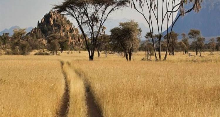 Experiencia salvaje en Kenia a Samburu, Aberdares, Lago Nakuru, Masai Mara - Elida Tours & Safaris Ltd., 2