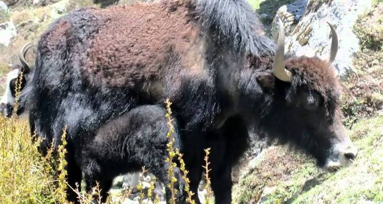 Excursionismo en Langtang Helambu - Getaway Nepal Adventure Pvt. Ltd 6