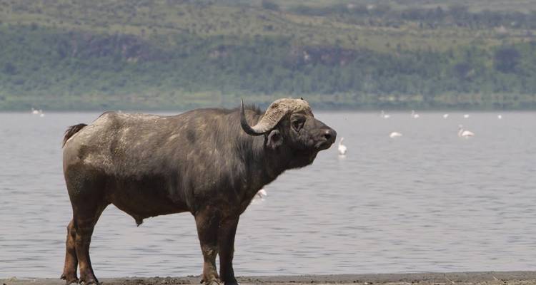 Buffel die bij het water staat met vogels eromheen.