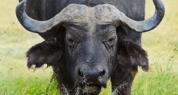 Kenia Clásica, Lodges Serena - Viaje Privado - Prime Safaris 1
