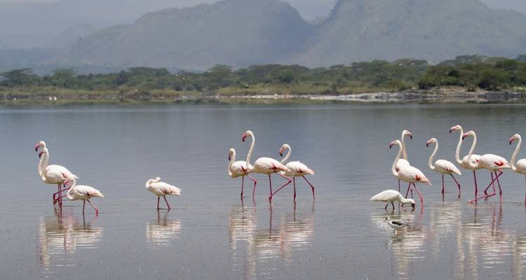 Kenya Classic, Sentrim Lodges - Excursion privée - Prime Safaris 8