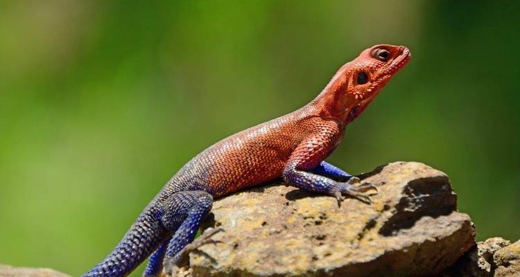 Kleurrijke agame hagedis op een rots met een wazige groene achtergrond.