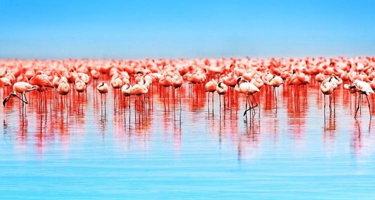 Grote groep flamingo's staand in kalm water.