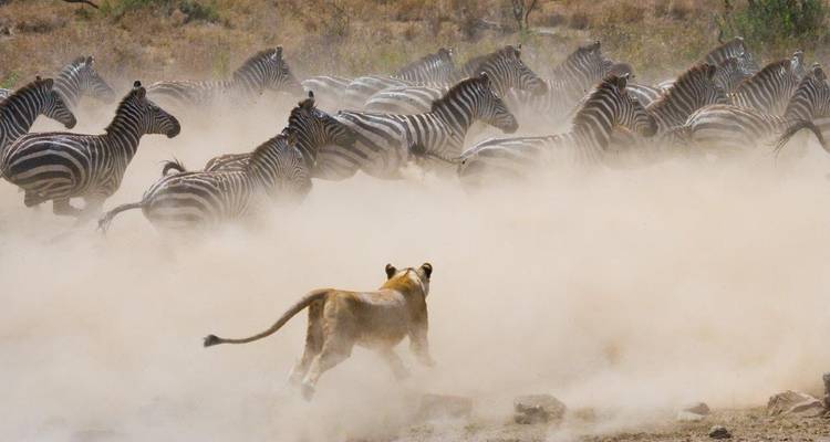 Leeuwin die een kudde zebra's achtervolgt, stof opwerpend.