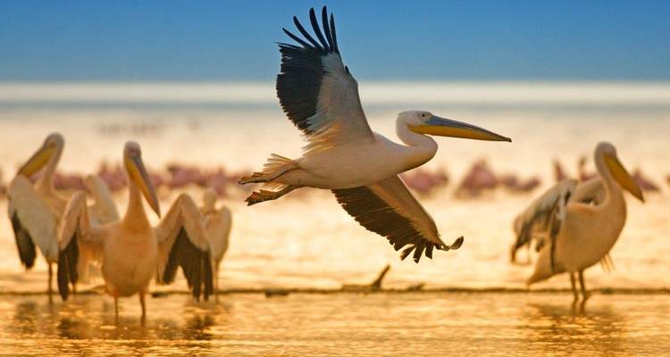 Pelikanen bij het water met één in vlucht tijdens zonsondergang.