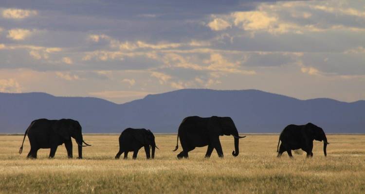 Een kudde olifanten die overdag door de savanne loopt.
