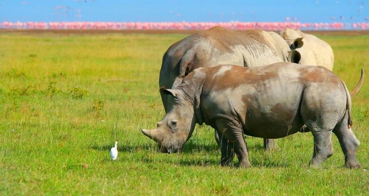 Lo más destacado de Kenia, viaje privado - Prime Safaris 7