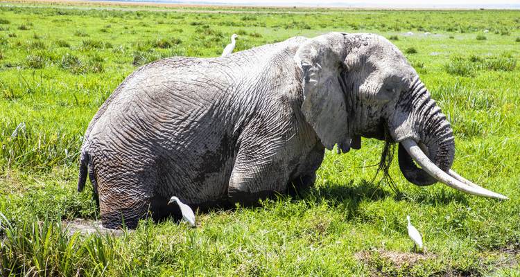 Gran elefante con aves blancas en un terreno herboso.