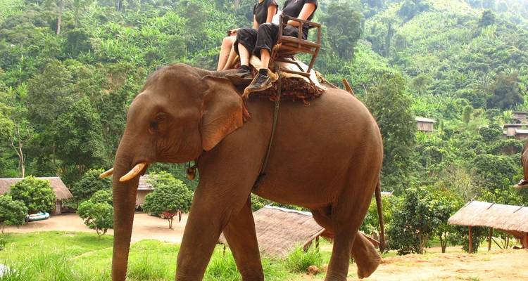 Two people riding an elephant in a lush setting.