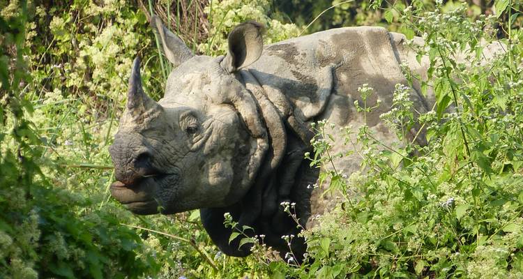 Ghorepani Poon Hill Trek avec Wildlife Adventure - en anglais - Himalayan Sanctuary Adventure 4