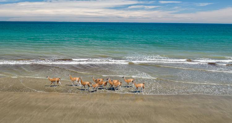 A group of animals standing on a sandy beach by the ocean.