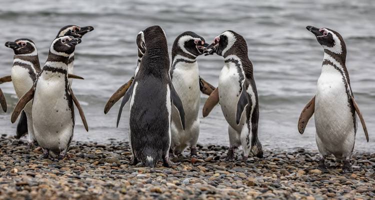 Group of penguins on a rocky beach.